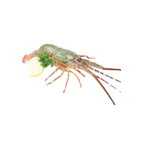 Green Lobster 青龙虾