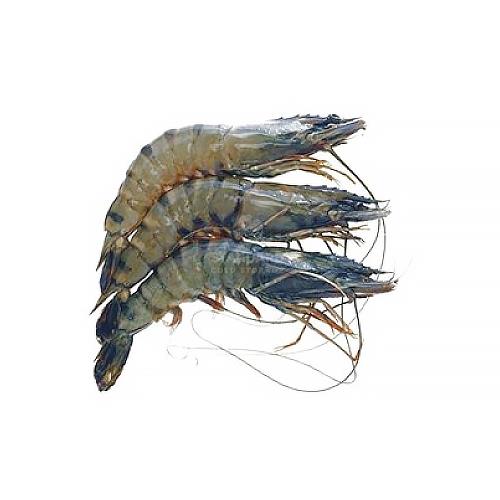 Tiger Prawn Fresh 老虎虾