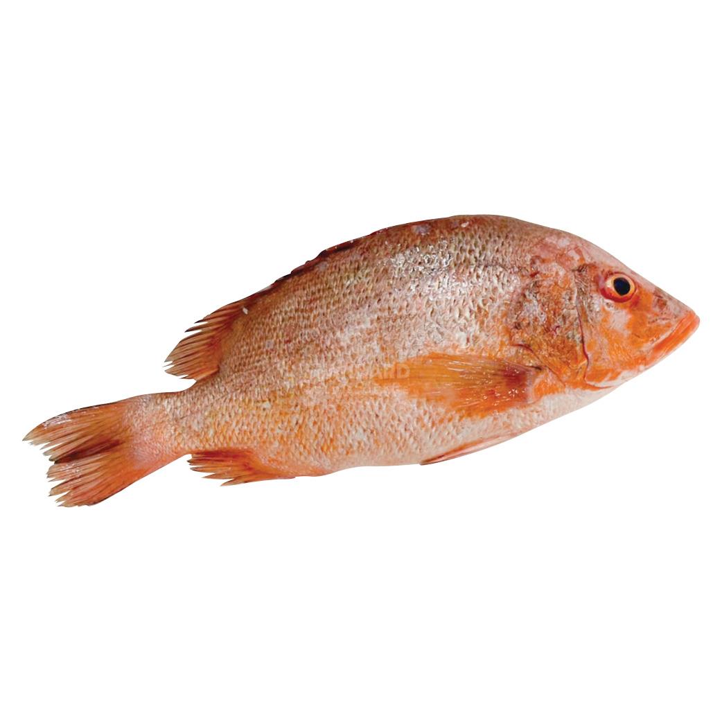 Golden Snapper 红枣鱼 700-800g±