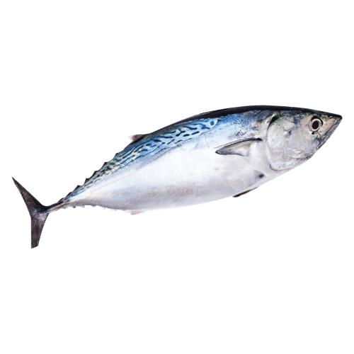 Ikan Tongkol 才鱼 500-800g