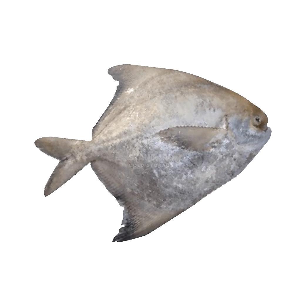 Pontian Chinese Pomfret 笨珍斗鲳 800g-1kg