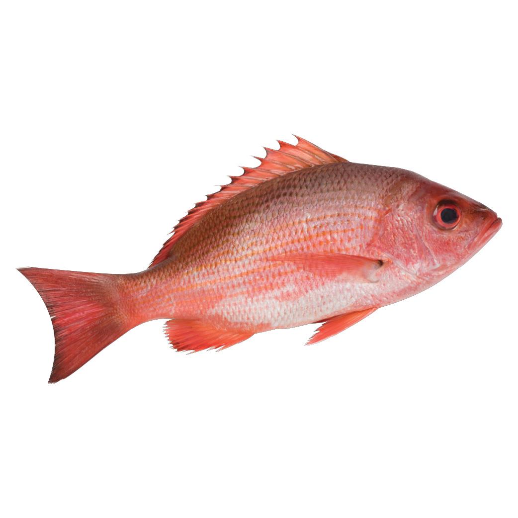 Red Snapper 红鸡鱼 800g±/1-1.2kg/2-4kg