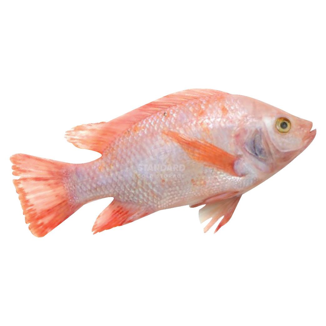 Red Tilapia 尼罗红 600g±