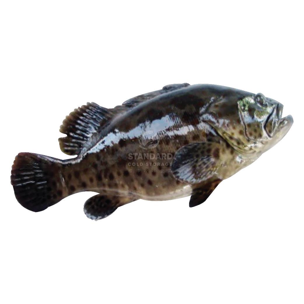 Tiger Grouper *Indent* 老虎斑 *预订* 800g± 