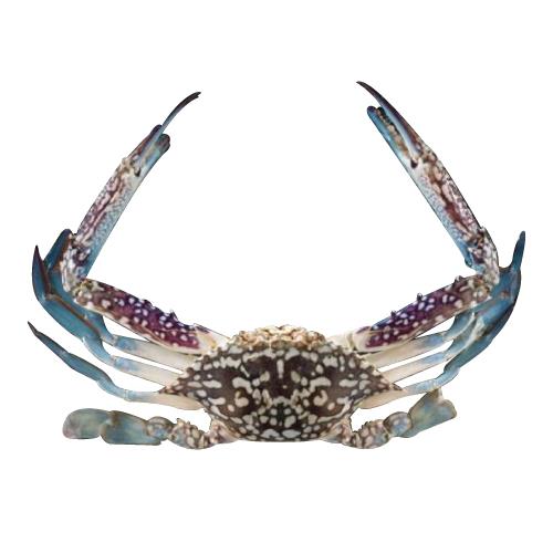 Swimming/ Flower Crab  花蟹 200-300g, 300g up