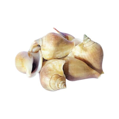 Siput Gong Gong S/L 东风螺 2kg