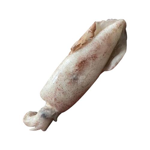 Squid U3 苏东 2kg